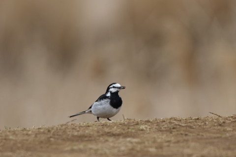 2016/3月 SIGMA150-600C+7D2 焦点距離600mm F8 ss1/500 ISO200