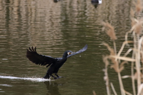 2016/3月 SIGMA150-600C+7D2 焦点距離562mm F8 ss1/2000 ISO1600 Case3