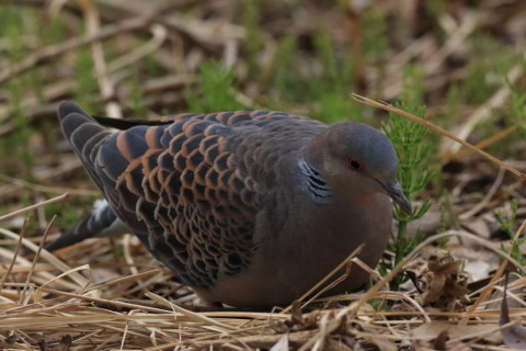 2016/3月 SIGMA150-600C+7D2 焦点距離335mm F8 ss1/2000 ISO1600
