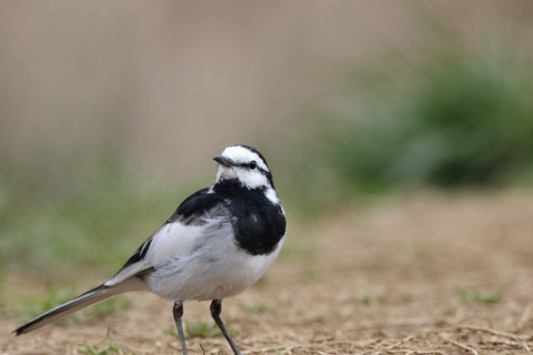 2016/3月 SIGMA150-600C+7D2 焦点距離500mm F8 ss1/1250 ISO800