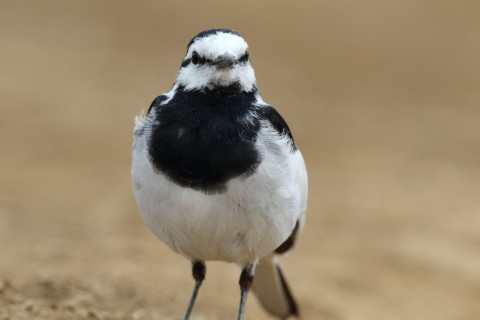 2016/3月 SIGMA150-600C+7D2 焦点距離531mm F8 ss1/1000 ISO640