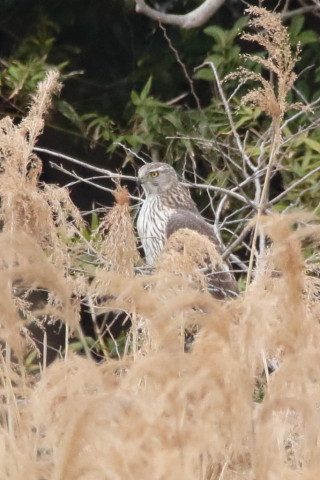 トリミング 2016/3月 SIGMA150-600C+7D2 焦点距離600mm F8 ss1/1250 ISO1600