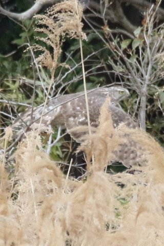 トリミング 2016/3月 SIGMA150-600C+7D2 焦点距離600mm F8 ss1/1250 ISO1600 Case3