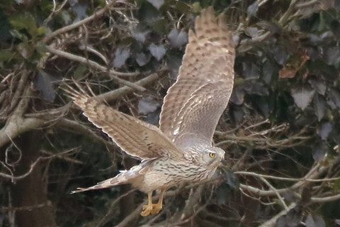 トリミング 2016/3月 SIGMA150-600C+7D2 焦点距離600mm F8 ss1/1250 ISO1600 Case3