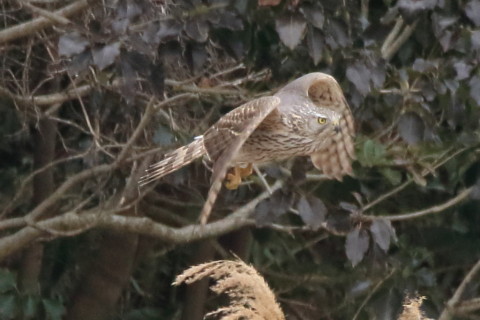 トリミング 2016/3月 SIGMA150-600C+7D2 焦点距離600mm F8 ss1/1250 ISO1600 Case3
