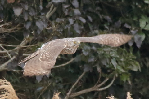 トリミング 2016/3月 SIGMA150-600C+7D2 焦点距離600mm F8 ss1/1250 ISO1600 Case3