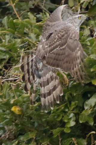 トリミング 2016/3月 SIGMA150-600C+7D2 焦点距離600mm F8 ss1/1250 ISO1600 Case3