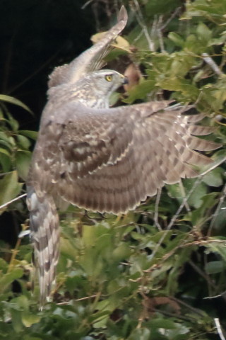 トリミング 2016/3月 SIGMA150-600C+7D2 焦点距離600mm F8 ss1/1250 ISO1600 Case3