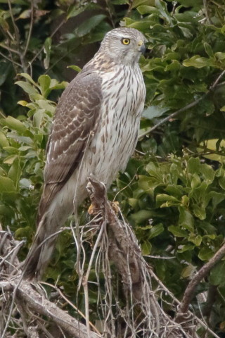 トリミング 2016/3月 SIGMA150-600C+7D2 焦点距離600mm F8 ss1/1250 ISO1600