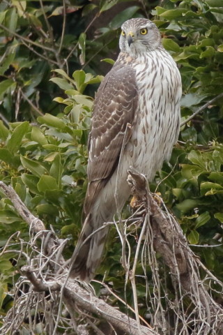 トリミング 2016/3月 SIGMA150-600C+7D2 焦点距離600mm F8 ss1/640 ISO1600