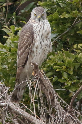トリミング 2016/3月 SIGMA150-600C+7D2 焦点距離600mm F8 ss1/640 ISO1600