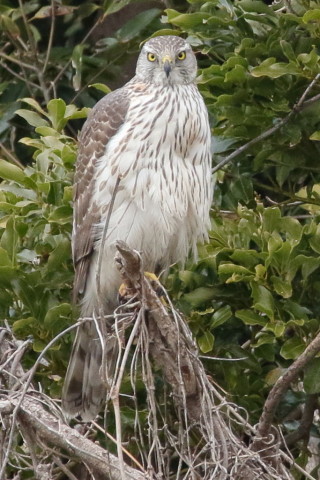 トリミング 2016/3月 SIGMA150-600C+7D2 焦点距離600mm F8 ss1/1000 ISO1600