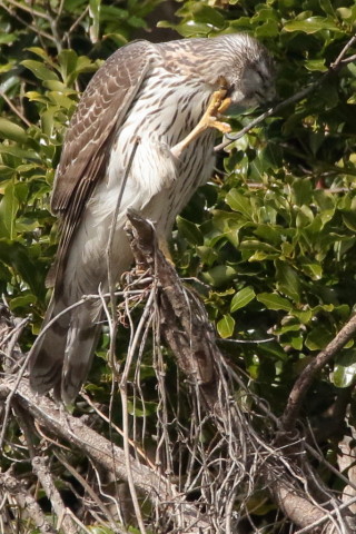 トリミング 2016/3月 SIGMA150-600C+7D2 焦点距離600mm F8 ss1/2500 ISO1600