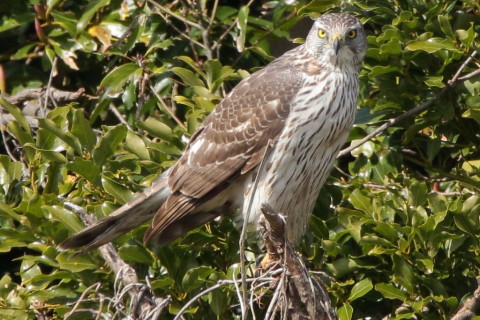 トリミング 2016/3月 SIGMA150-600C+7D2 焦点距離600mm F8 ss1/800 ISO800