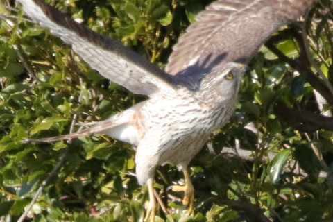 トリミング 2016/3月 SIGMA150-600C+7D2 焦点距離600mm F8 ss1/2000 ISO1600 Case3