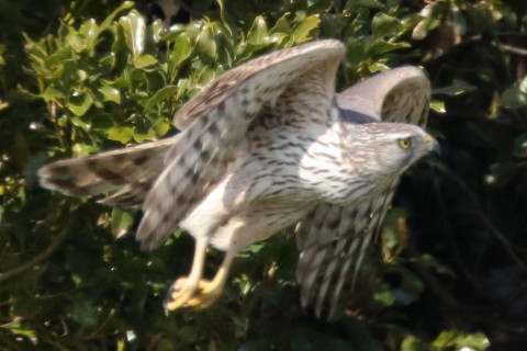 トリミング 2016/3月 SIGMA150-600C+7D2 焦点距離600mm F8 ss1/2000 ISO1600 Case3