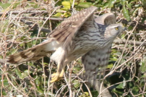 トリミング 2016/3月 SIGMA150-600C+7D2 焦点距離600mm F8 ss1/2000 ISO1600 Case3