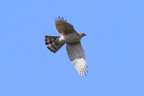 トリミング 2016/3月 SIGMA150-600C+7D2 焦点距離600mm F8 ss1/2000 ISO500 Case3