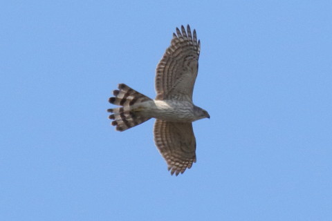 トリミング 2016/3月 SIGMA150-600C+7D2 焦点距離600mm F8 ss1/2000 ISO500 Case3