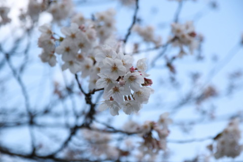 2016/3月 SIGMA17-70+7D2 焦点距離70mm F4 ss1/2000 ISO200