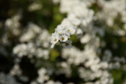 2016/3月 SIGMA17-70+7D2 焦点距離70mm F4 ss1/1600 ISO100