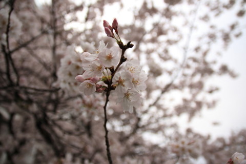 2016/4月 SIGMA17-70+7D2 焦点距離17mm F2.8 ss1/1250 ISO100