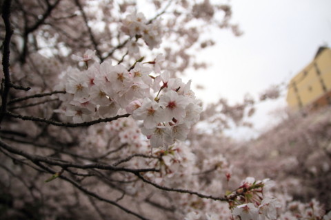 2016/4月 SIGMA17-70+7D2 焦点距離17mm F2.8 ss1/1250 ISO100