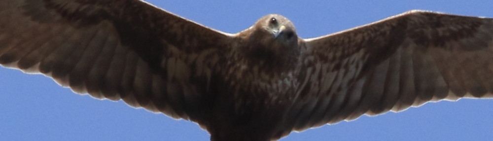 にわかカメラマンの撮ってみた!!（N'sHOME別館）