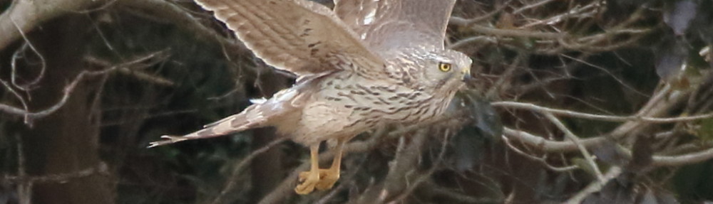 にわかカメラマンの撮ってみた!!（N'sHOME別館）