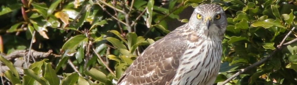 にわかカメラマンの撮ってみた!!（N'sHOME別館）
