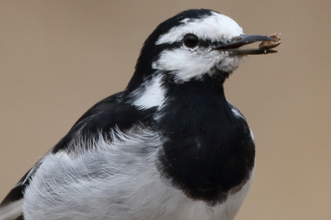 トリミング 2016/3月 SIGMA150-600C+7D2 焦点距離600mm F8 ss1/500 ISO200