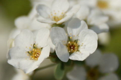 トリミング 2016/3月 SIGMA17-70+7D2 焦点距離70mm F4 ss1/1600 ISO100