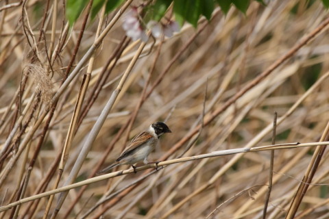 2016/4月 SIGMA150-600C+7D2 焦点距離600mm F8 ss1/1000 ISO640