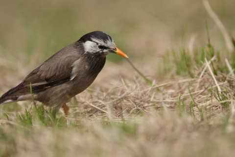 2016/4月 SIGMA150-600C+7D2 焦点距離600mm F6.3 ss1/800 ISO200