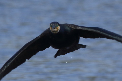 トリミング 2016/4月 SIGMA150-600C+7D2 焦点距離600mm F8 ss1/500 ISO200 Case3