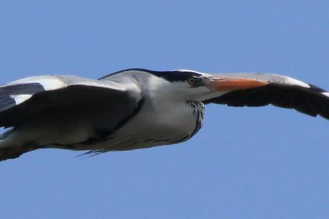 トリミング 2016/4月 SIGMA150-600C+7D2 焦点距離600mm F8 ss1/1600 ISO320 Case3