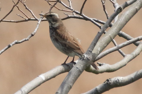 トリミング 2016/4月 SIGMA150-600C+7D2 焦点距離600mm F8 ss1/2500 ISO1250