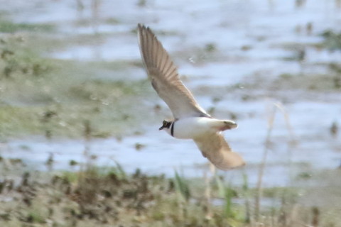 トリミング 2016/4月 SIGMA150-600C+7D2 焦点距離600mm F8 ss1/2500 ISO1600 Case3