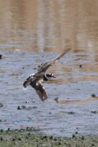 トリミング 2016/4月 SIGMA150-600C+7D2 焦点距離600mm F8 ss1/2500 ISO1000 Case3