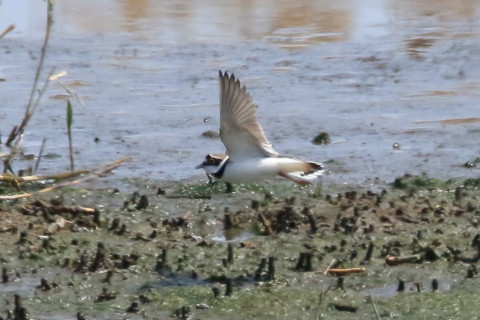 トリミング 2016/4月 SIGMA150-600C+7D2 焦点距離600mm F8 ss1/2500 ISO1000 Case3