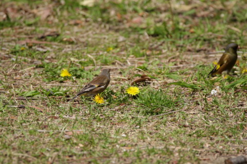 2016/4月 SIGMA150-600C+7D2 焦点距離600mm F6.3 ss1/800 ISO200