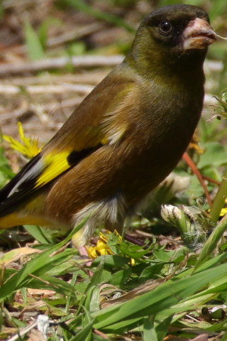 トリミング 2016/4月 SIGMA150-600C+7D2 焦点距離600mm F6.3 ss1/800 ISO200