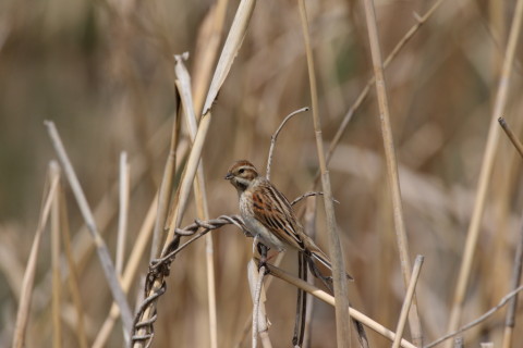 2016/4月 SIGMA150-600C+7D2 焦点距離600mm F6.3 ss1/1250 ISO400