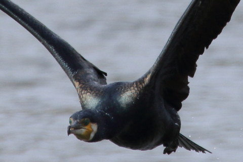 トリミング 2016/4月 SIGMA150-600C+7D2 焦点距離600mm F8 ss1/1600 ISO400 Case1