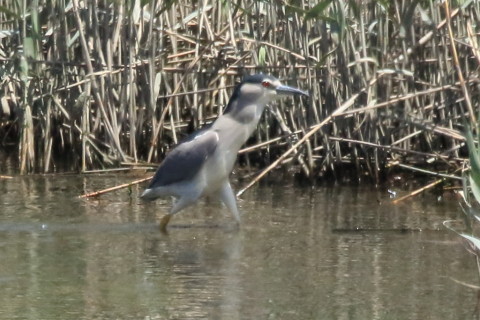 トリミング 2016/4月 SIGMA150-600C+7D2 焦点距離562mm F8 ss1/2500 ISO1250