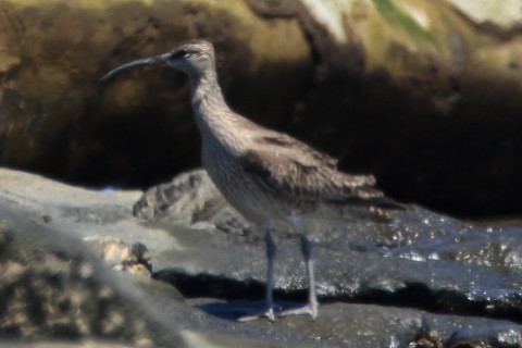 トリミング 2016/4月 SIGMA150-600C+7D2 焦点距離600mm F8 ss1/640 ISO250