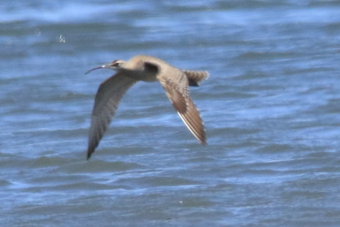 トリミング 2016/4月 SIGMA150-600C+7D2 焦点距離600mm F8 ss1/1600 ISO800 Case3