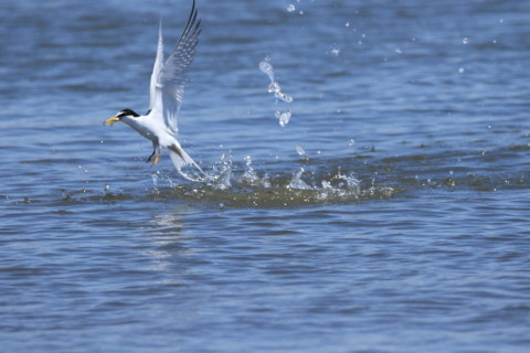2016/4月 SIGMA150-600C+7D2 焦点距離562mm F8 ss1/2000 ISO640 Case3