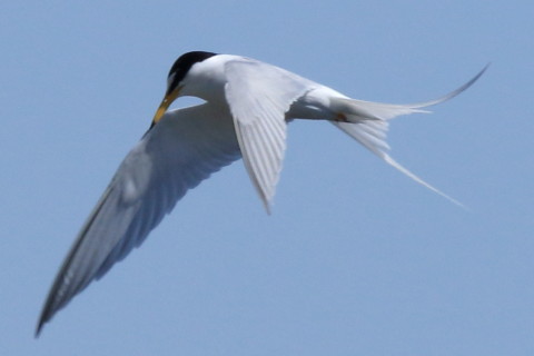 トリミング 2016/4月 SIGMA150-600C+7D2 焦点距離562mm F8 ss1/2000 ISO400 Case3