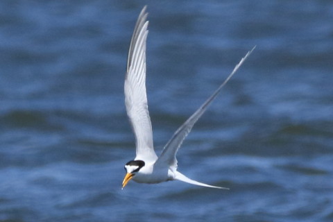 トリミング 2016/4月 SIGMA150-600C+7D2 焦点距離562mm F8 ss1/2000 ISO800 Case3